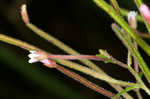 Fringed willowherb